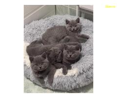 Британски късокосмести котенца – Внимателно отгледани