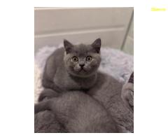 Британски късокосмести котенца – Внимателно отгледани