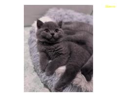 Британски късокосмести котенца – Внимателно отгледани